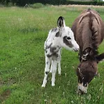 Gezellig Met Zwembad En Sauna In - Bellezelles *