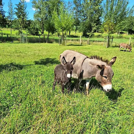 Gezellig Met Zwembad En Sauna In - Bellezelles Holiday home