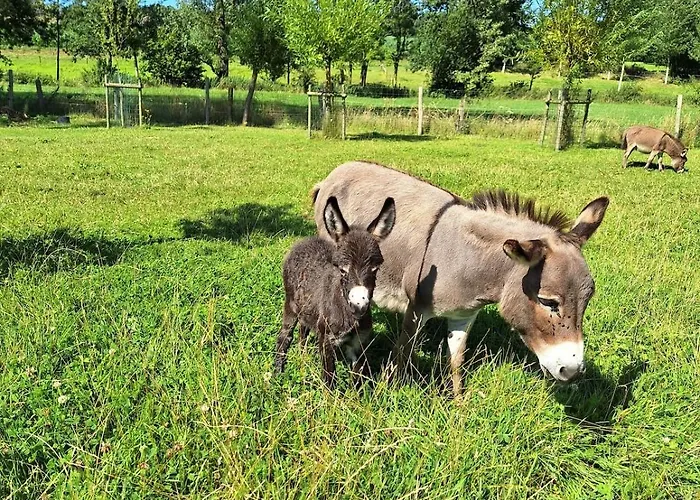 Gezellig Met Zwembad En Sauna In - Bellezelles Holiday home