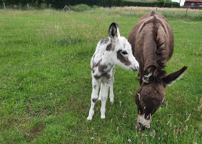 Gezellig Met Zwembad En Sauna In - Bellezelles *